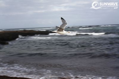 IMG 8117 copy